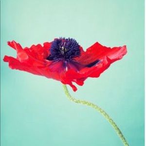 Meet your Posher, Wife Saver